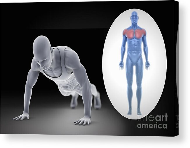 Muscles Acrylic Print featuring the photograph Exercise Workout #2 by Science Picture Co