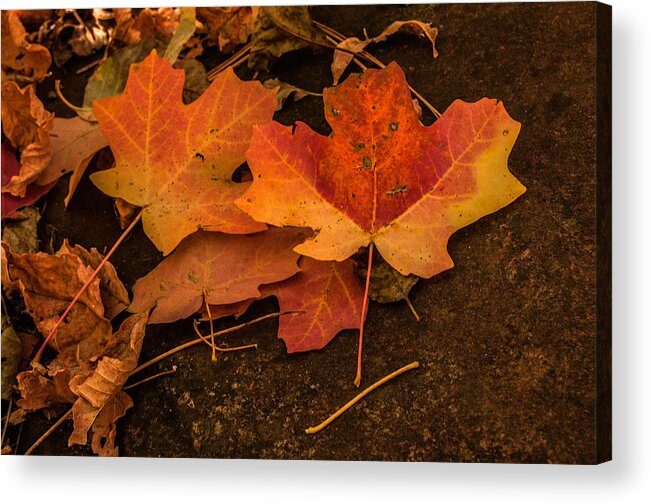 Fallen Leaves Acrylic Print featuring the photograph West Fork Fallen Leaves by Tam Ryan