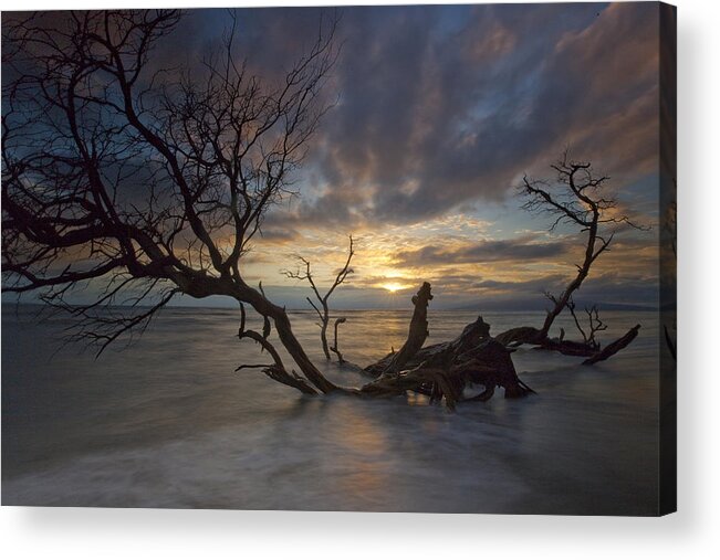 Maui Hawaii Sunset Ebb N Flow Colorful Seascape Acrylic Print featuring the photograph Fallen Tree #2 by James Roemmling
