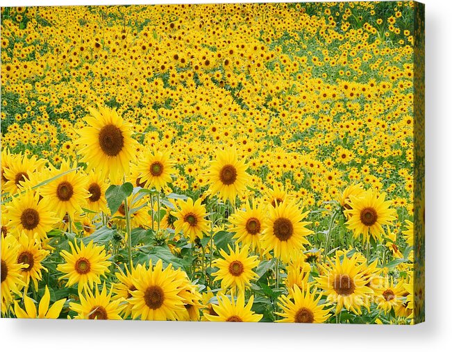 Flora Acrylic Print featuring the photograph Field Of Sunflowers Helianthus Sp #2 by David Davis