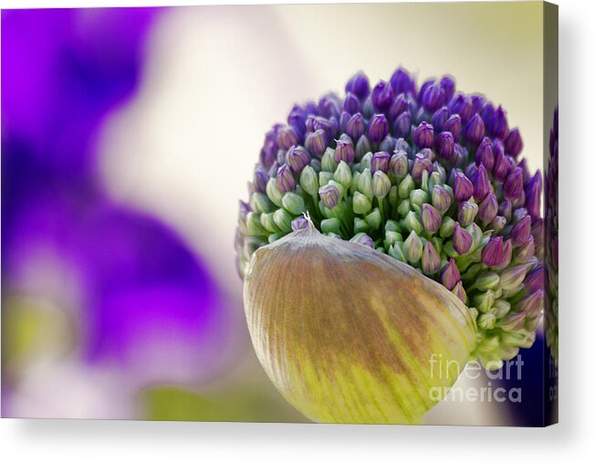 Meadow Acrylic Print featuring the photograph Flower #2 by Christine Sponchia