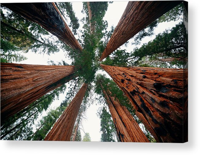 Tree Acrylic Print featuring the photograph Giant tree #2 by Songquan Deng