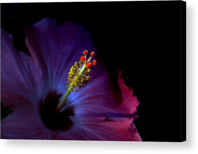 Hibiscus Acrylic Print featuring the photograph Glow #2 by Steve Godleski