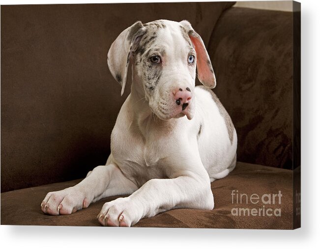 Dog Acrylic Print featuring the photograph Great Dane Puppy Dog #2 by Jean-Michel Labat