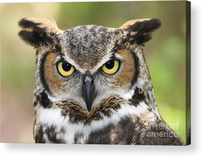 Great Horned Owls Acrylic Print featuring the photograph Great Horned Owl #4 by Jill Lang
