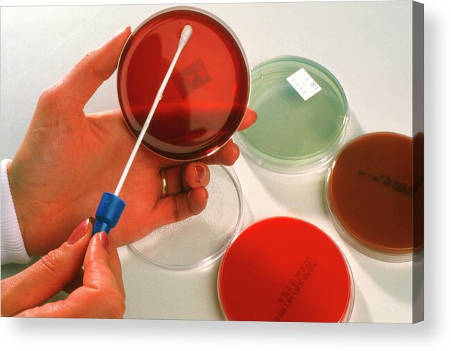 Microbiology Acrylic Print featuring the photograph Hand Wipes A Vaginal Swab Onto Gel In A Petri Dish #2 by Jim Varney/science Photo Library