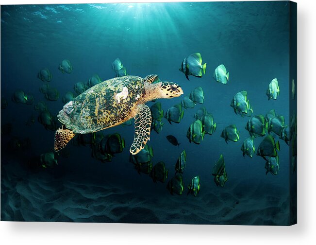 Tranquility Acrylic Print featuring the photograph Hawksbill Sea Turtle #2 by Georgette Douwma