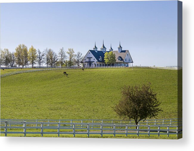Animal Acrylic Print featuring the photograph Horse Farm #2 by Jack R Perry