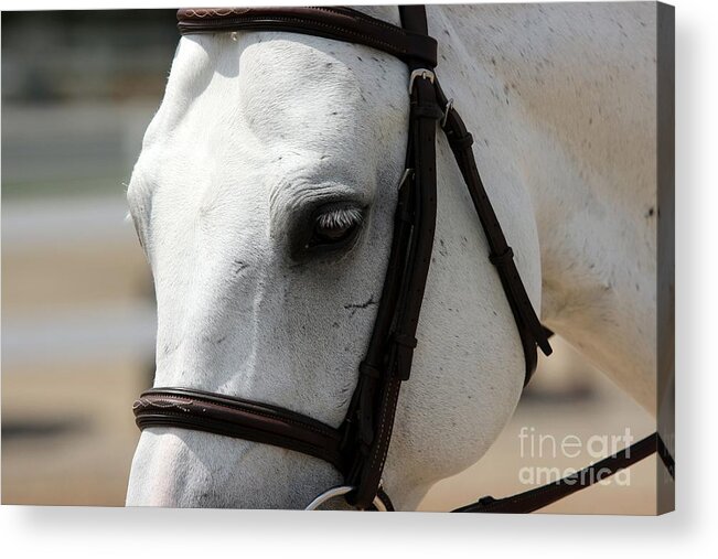 Equine Acrylic Print featuring the photograph Hunter2 #2 by Janice Byer