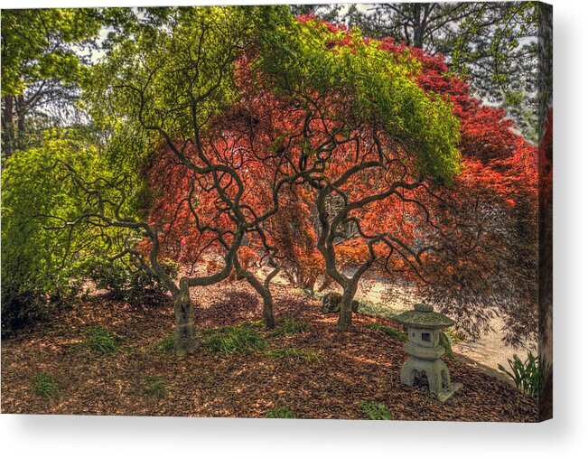 Japanese Maple Tree Acrylic Print featuring the photograph Japanese Maple Tree #2 by Jerry Gammon
