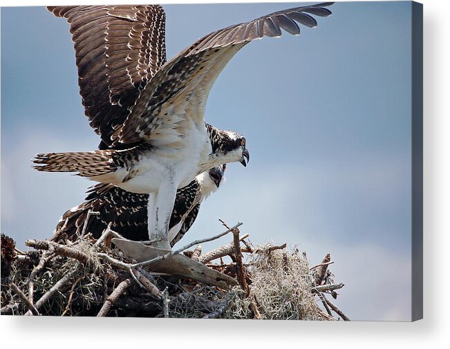 Osprey Acrylic Print featuring the photograph Juvenile Osprey #2 by Donna Proctor