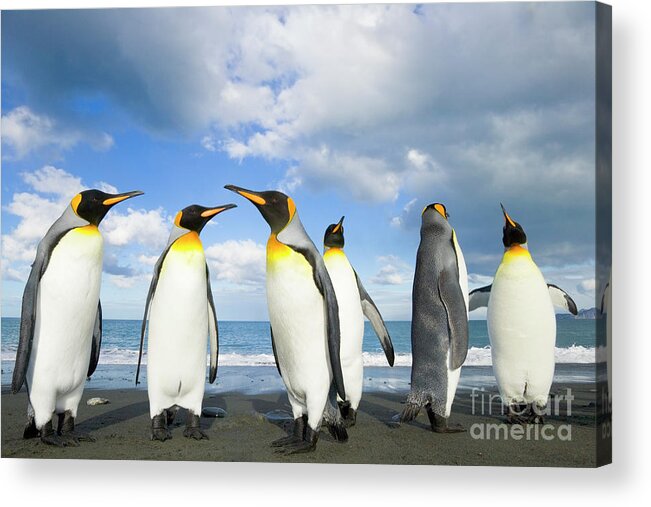 00345362 Acrylic Print featuring the photograph King Penguins in Gold Harbour by Yva Momatiuk John Eastcott