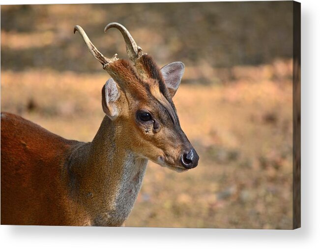 Animal Acrylic Print featuring the photograph Landscape #2 by Sanjay Ghorpade