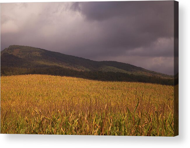 Tranquility Acrylic Print featuring the photograph Late Fall Corn Fields, Tuscany #2 by Caroyl La Barge