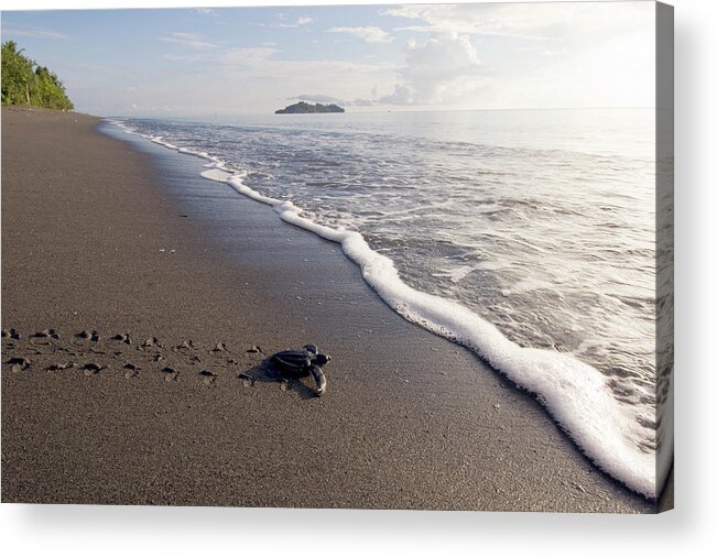 Dermochelys Coriacea Acrylic Print featuring the photograph Leatherback Turtle Hatchling #2 by Scubazoo/science Photo Library