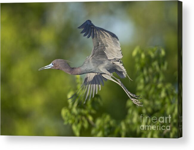Little Blue Heron Acrylic Print featuring the photograph Little Blue Heron #2 by Anthony Mercieca