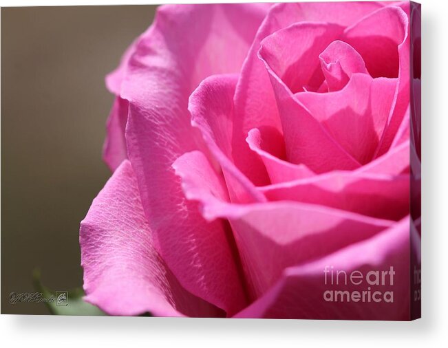Mccombie Acrylic Print featuring the photograph Long-Stemmed Pink Rose #4 by J McCombie