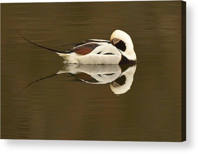 Duck Acrylic Print featuring the photograph Long-tailed Duck #2 by Alan Lenk