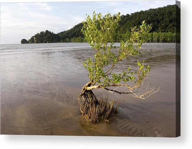 Shrub Acrylic Print featuring the photograph Mangrove Tree And Roots #2 by Matthew Oldfield/science Photo Library