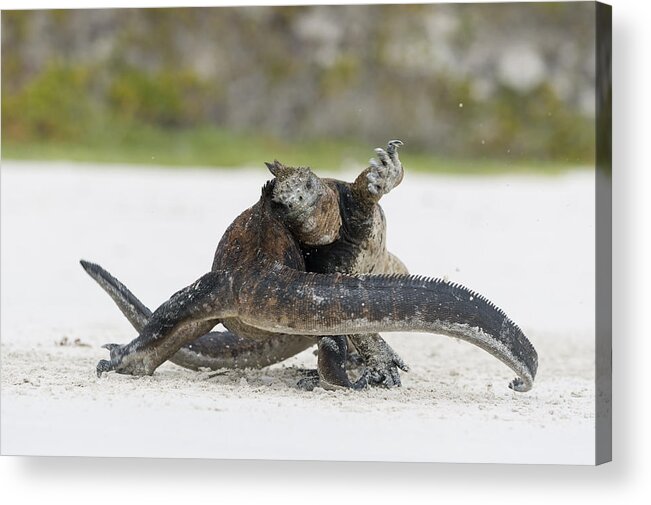 Tui De Roy Acrylic Print featuring the photograph Marine Iguana Males Fighting Turtle Bay #2 by Tui De Roy