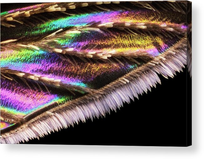 Animal Acrylic Print featuring the photograph Mosquito Wing by Frank Fox/science Photo Library