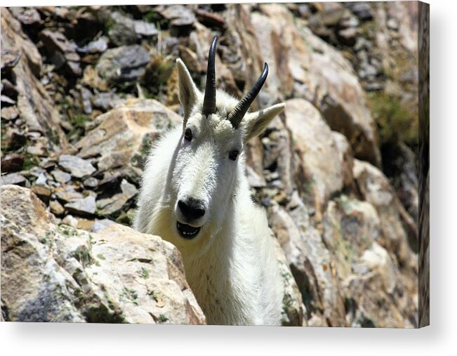 Mountain Goat Acrylic Print featuring the photograph Mountain Goat #2 by Roxie Crouch