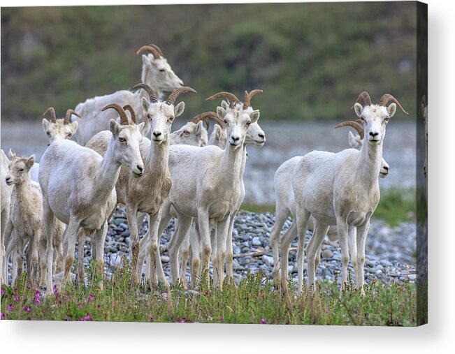 Alaska Acrylic Print featuring the photograph Mountain Goats Along Kongakut River #2 by Tom Norring