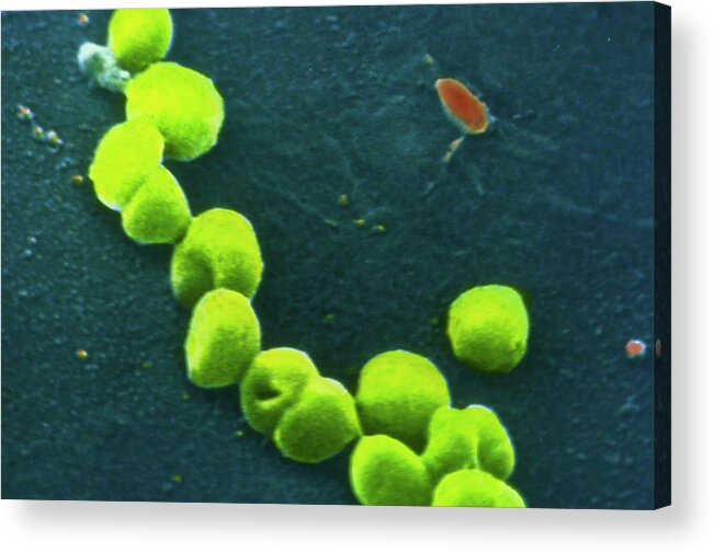 Neisseria Gonorrhoeae Acrylic Print featuring the photograph Neisseria Gonorrhoeae Bacteria #2 by Cnri/science Photo Library