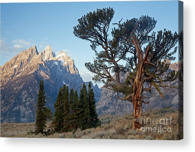 Autumn Acrylic Print featuring the photograph Old Patriarch Grand Teton National Park #2 by Fred Stearns
