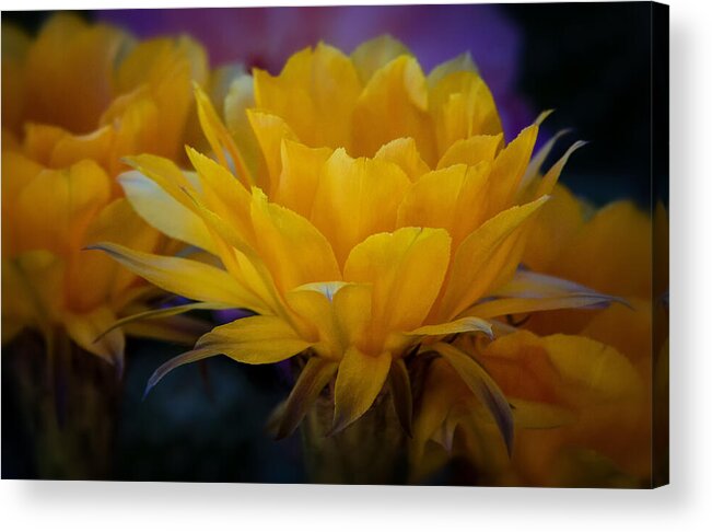 Orange Flower Acrylic Print featuring the photograph Orange Cactus Flowers #2 by Saija Lehtonen