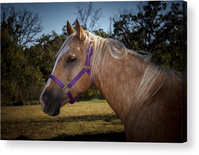Animal Acrylic Print featuring the photograph Palomino Quarter Horse #2 by Doug Long