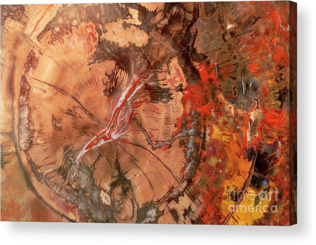 00343399 Acrylic Print featuring the photograph Petrified Wood Detail by Yva Momatiuk John Eastcott