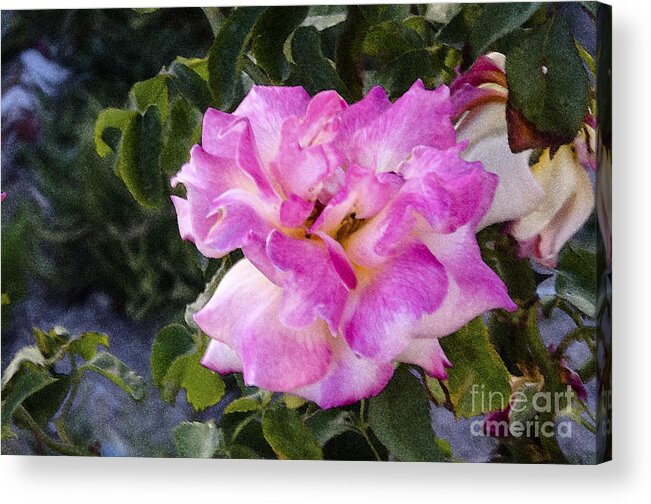 Floral Acrylic Print featuring the photograph Pink Rose #2 by Pravine Chester