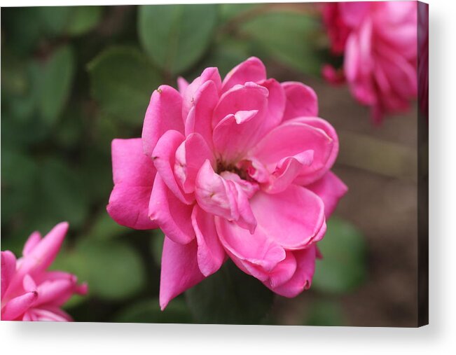 Pink Acrylic Print featuring the photograph PInk roses #2 by Denise Cicchella