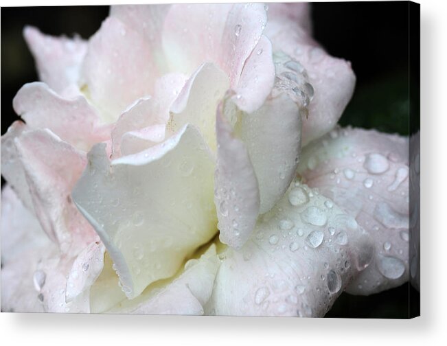 Pink Rose Acrylic Print featuring the photograph Rain Washed #2 by Wanda Brandon