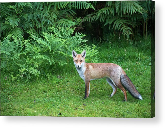 Conspiracy Acrylic Print featuring the photograph Red Fox At Edge Of Forest #2 by James Warwick