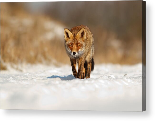 Adult Acrylic Print featuring the photograph Red Fox in the Snow #1 by Roeselien Raimond