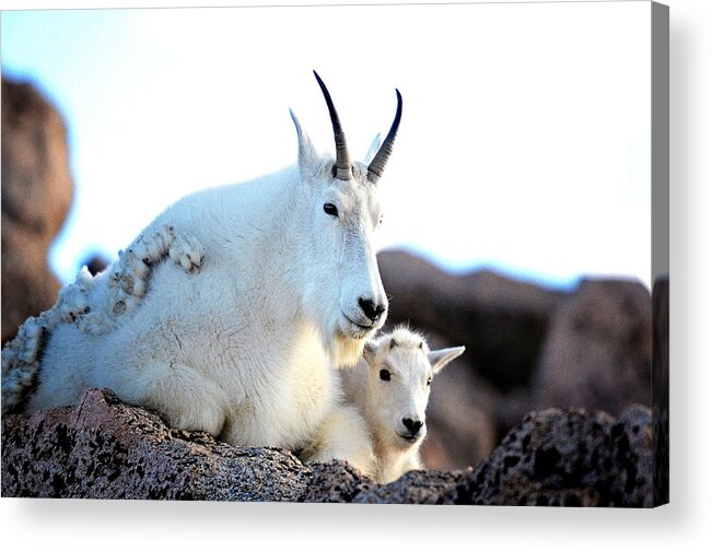 Wildlife Acrylic Print featuring the photograph Rocky Mountain Goats - Nanny and Kid by Lena Owens OLena Art and Design