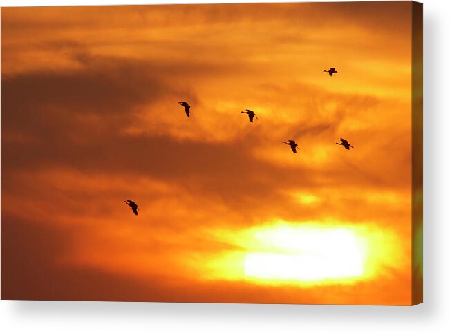 Avian Acrylic Print featuring the photograph Sandhill Cranes (grus Canadensis #2 by William Sutton