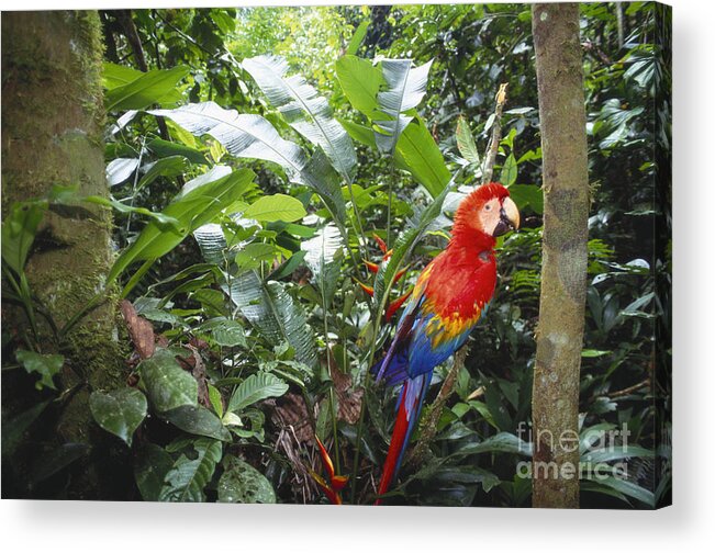 Full Length Acrylic Print featuring the photograph Scarlet Macaw #2 by Art Wolfe