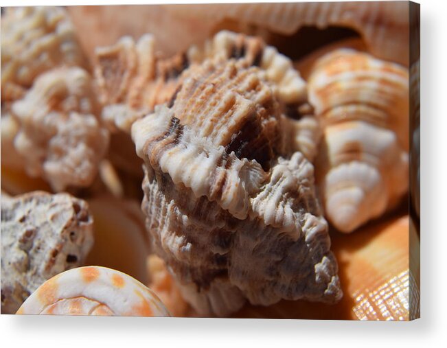 Sanibel Acrylic Print featuring the photograph Seashells #2 by Curtis Krusie