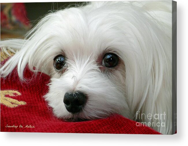 Maltese Dog Acrylic Print featuring the photograph Snowdrop the Maltese #8 by Morag Bates