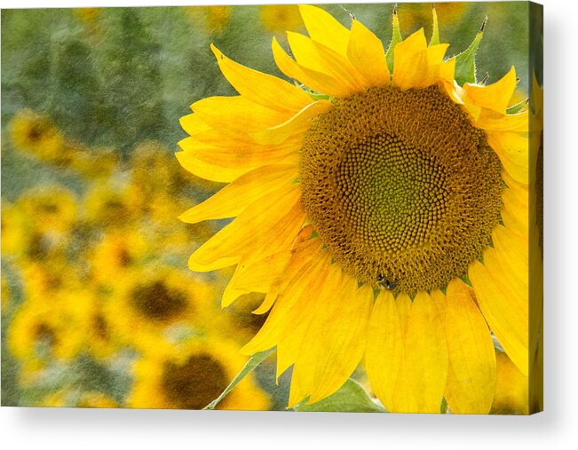 Landscape Acrylic Print featuring the photograph Sunflower by Joye Ardyn Durham