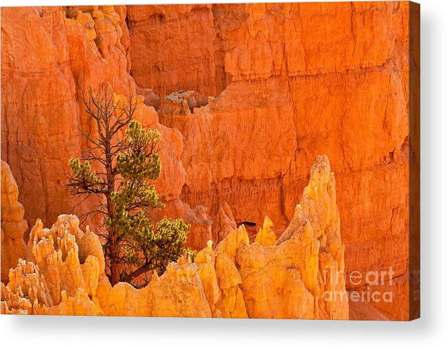 Bryce Canyon Acrylic Print featuring the photograph Sunset Point Bryce Canyon National Park #2 by Fred Stearns