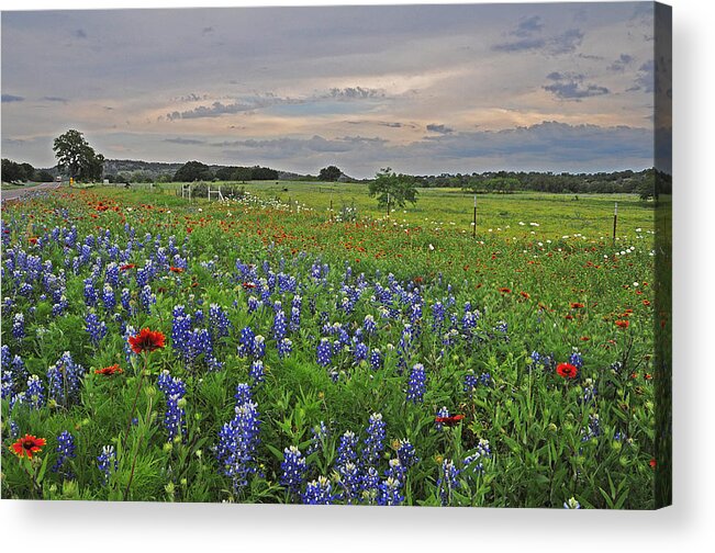 Wildflowers Acrylic Print featuring the photograph Sunset Skies Over Wildflowers #2 by Lynn Bauer