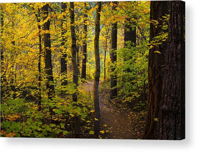 Forest Acrylic Print featuring the photograph The Magic Forest #1 by Saija Lehtonen