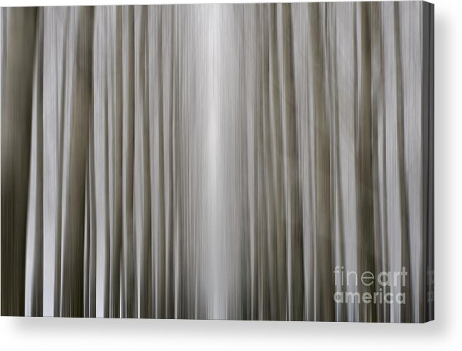 Trees Acrylic Print featuring the photograph Trees #2 by Mats Silvan