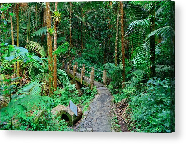 Forest Acrylic Print featuring the photograph Tropical rain forest in San Juan #2 by Songquan Deng