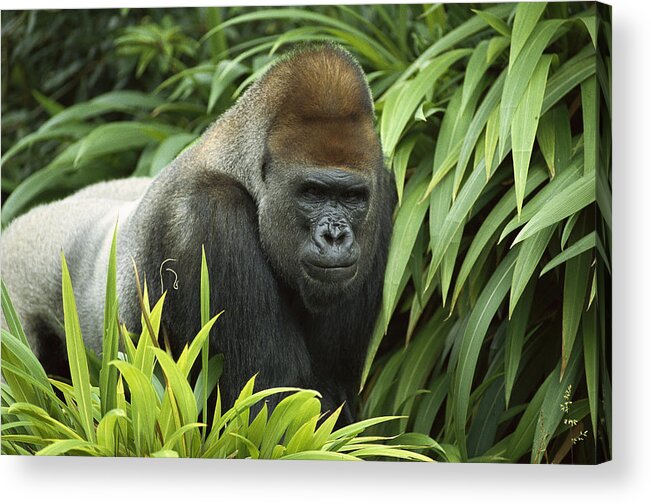 Mp Acrylic Print featuring the photograph Western Lowland Gorilla Gorilla Gorilla #2 by San Diego Zoo