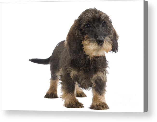 Dachshund Acrylic Print featuring the photograph Wire-haired Dachshund #3 by Jean-Michel Labat